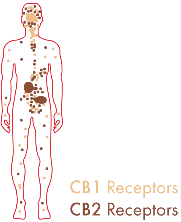 cb1 cb2 receptors