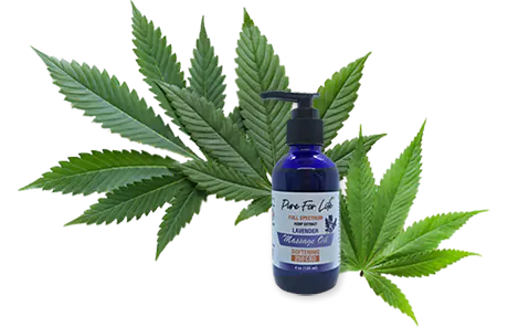 масажно олио с 250 мг CBD екстракт Пюр Фор Лайф представено пред красив набор от листа с канабисова марихуана