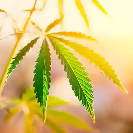 green leaf of cannabis