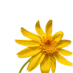  Arnica leaves, which are the basis of Pure For Life roll on for muscle fatigue with CBD