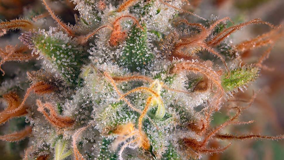 Pure Cannabis Terpenes