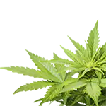 растение марихуана, което се ползва като съставка на балсама за устни