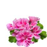 the geranium plant, which is the main ingredient in Pure For Life cannabis massage oil.