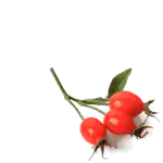  rosehip plant, which is the main ingredient in beard oil with cannabis Pure For Life.